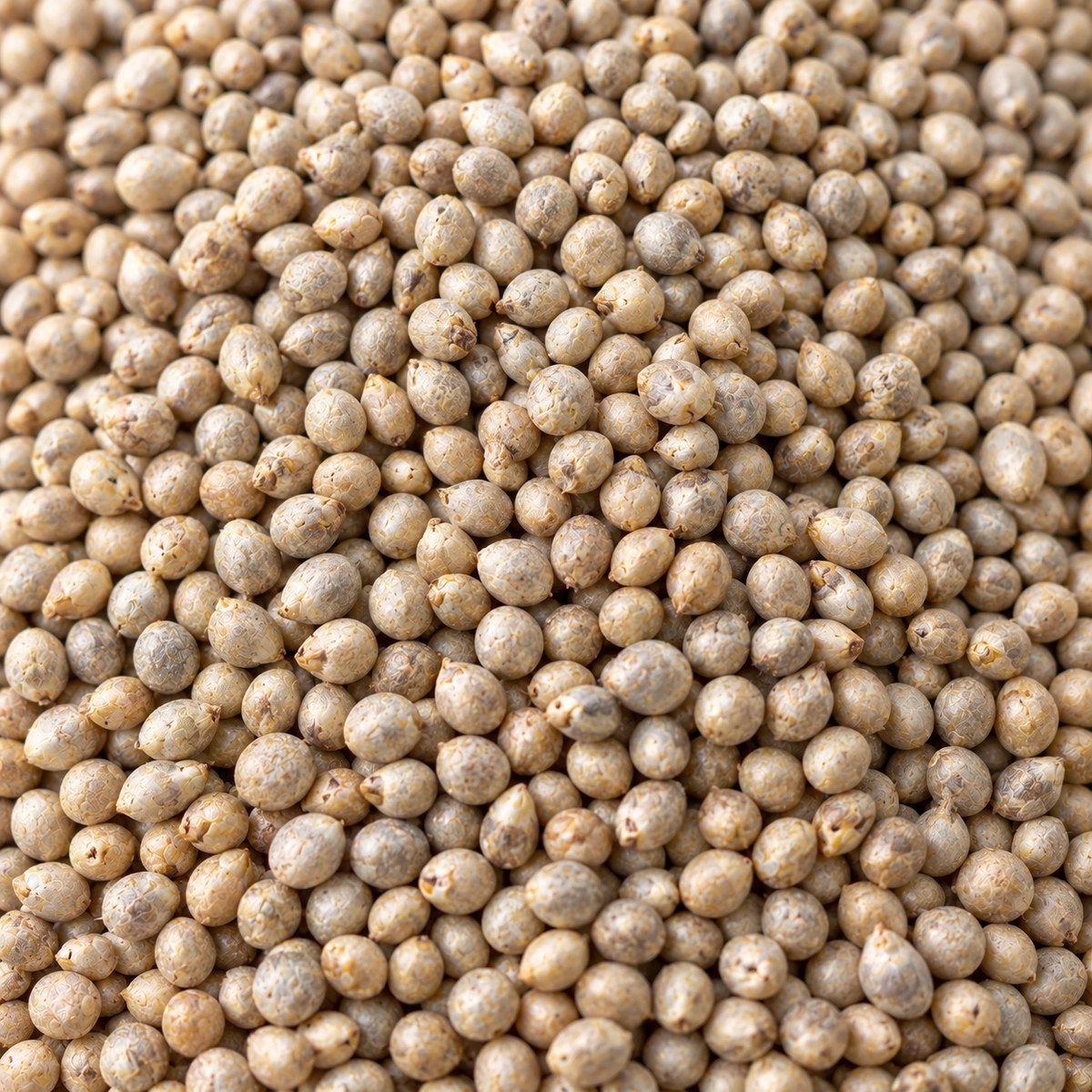 Bajra Millet close-up