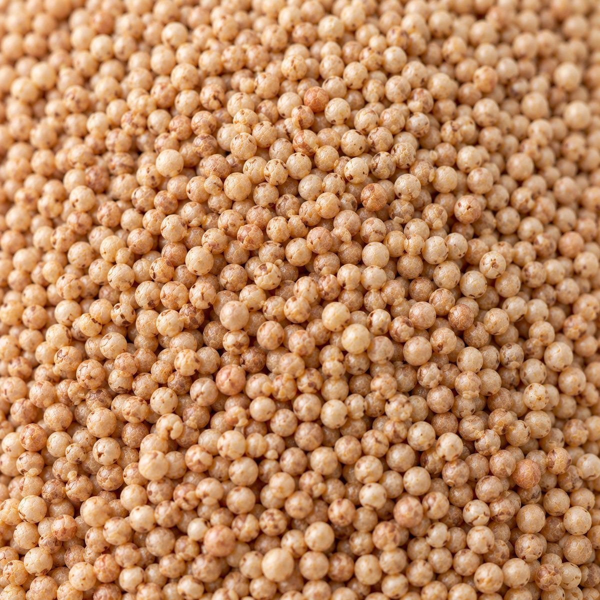 Browntop Millet close-up