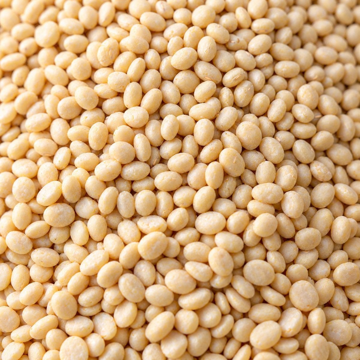 Urad Gota close-up